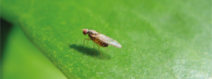 fly on a leaf by Marco Gallio